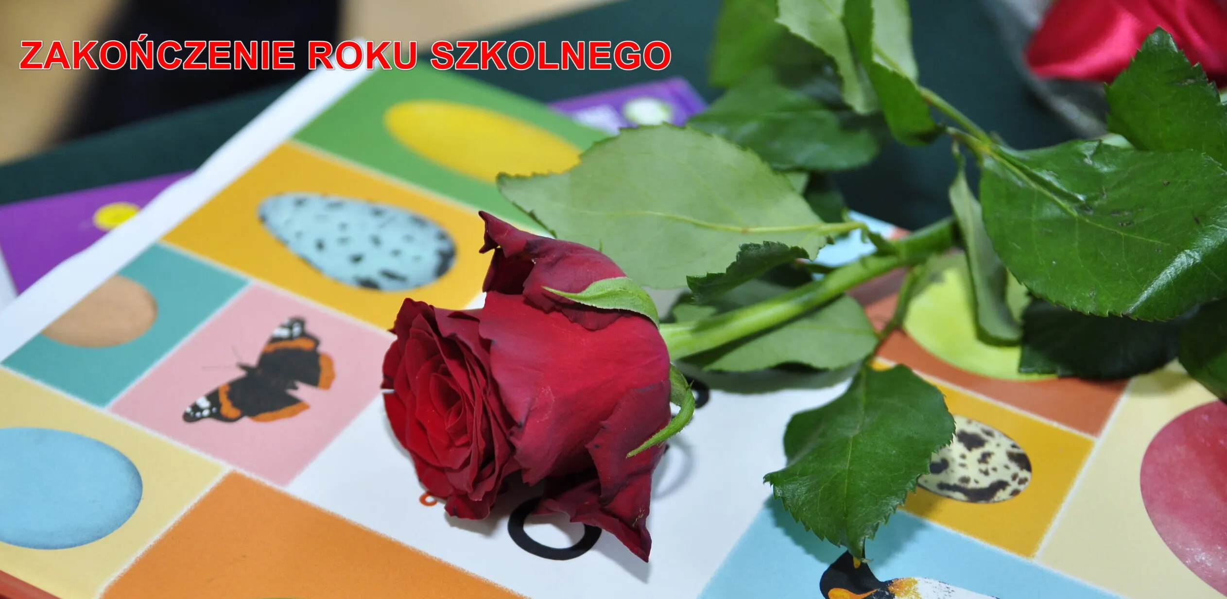 róża